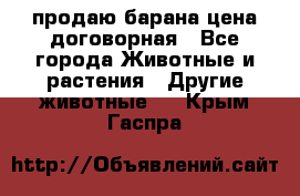 продаю барана цена договорная - Все города Животные и растения » Другие животные   . Крым,Гаспра